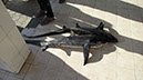 Oman Bébés Requin 223