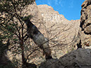 Oman Chèvre Wadi Shaad 116